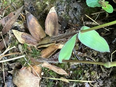 Dichanthelium latifolium