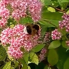 Bombus