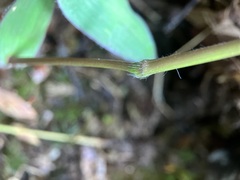 Dichanthelium latifolium