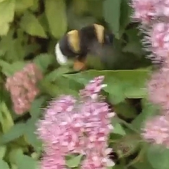 Bombus