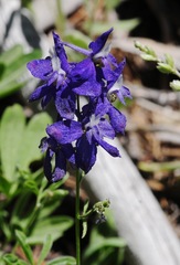 Delphinium depauperatum
