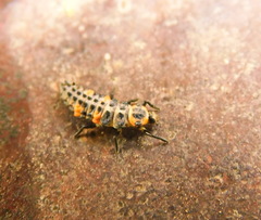 Coccinella magnifica