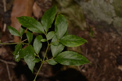 Daphnandra apatela