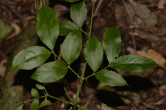 Daphnandra apatela