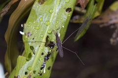 Gerris gracilicornis