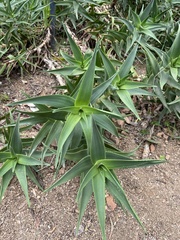 Aloiampelos striatula