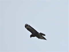 Buteo buteo rothschildi