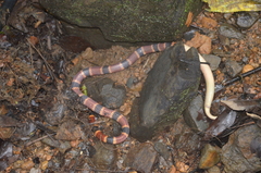 Micrurus alleni