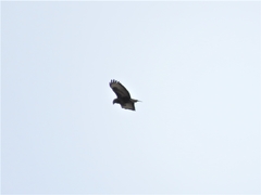 Buteo buteo rothschildi
