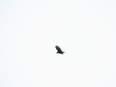 Buteo buteo rothschildi