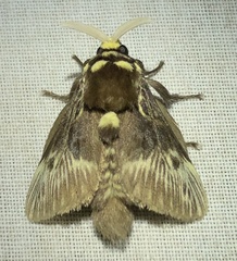 Megalopyge albicollis superba