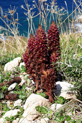 Orobanche variegata