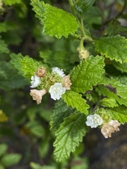 Varronia bullata