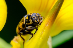 Pachybrachis hieroglyphicus