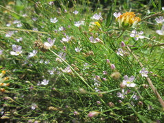 Psammophiliella muralis