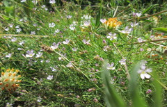 Psammophiliella muralis