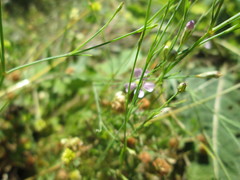 Psammophiliella muralis