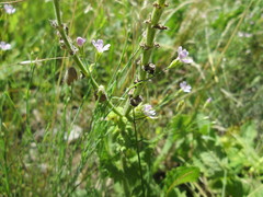 Psammophiliella muralis