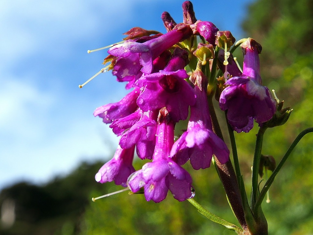 Primula miyabeana