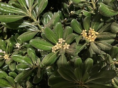 Pittosporum tobira
