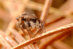 Sittisax saxicola