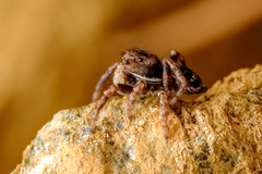 Sittisax saxicola