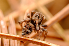 Sittisax saxicola