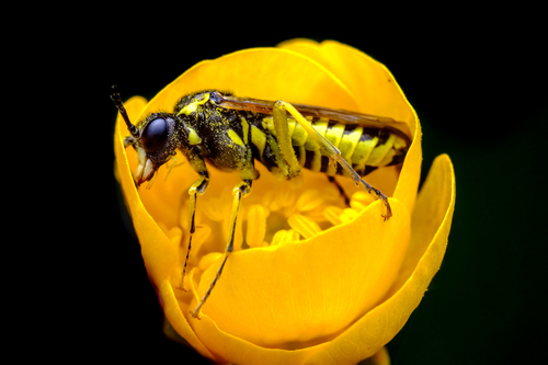 Tenthredo arcuata