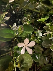 Pittosporum tobira