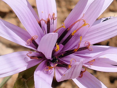 Pseudopodospermum undulatum