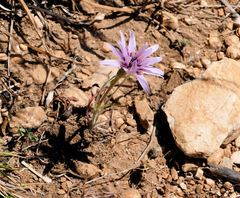 Pseudopodospermum undulatum