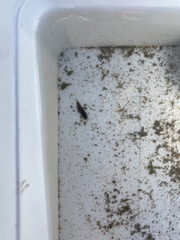 Erpobdellidae