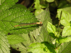 Ceriagrion auranticum