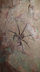 Araneae