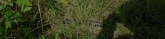 Pantherophis alleghaniensis
