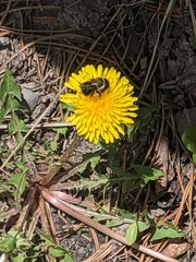 Bombus occidentalis