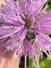 Trichiotinus piger