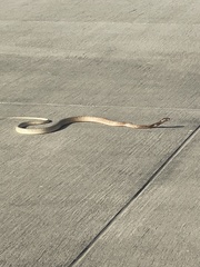 Masticophis flagellum flagellum