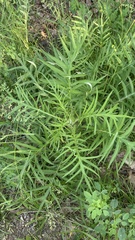 Cirsium decussatum