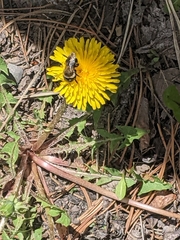 Bombus occidentalis