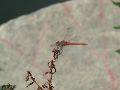 Sympetrum fonscolombii