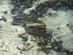 Procambarus clarkii