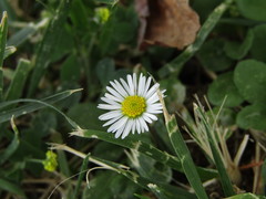 Bellis perennis