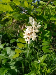 Robinia pseudoacacia