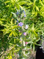 Echium vulgare