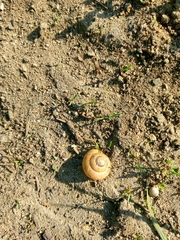 Cepaea nemoralis