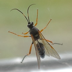 Diphyus quadripunctorius