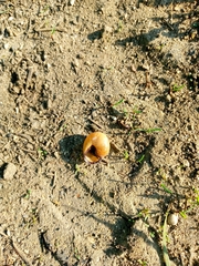 Cepaea nemoralis