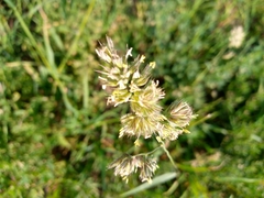 Dactylis glomerata