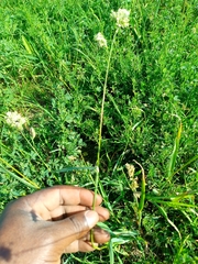 Dactylis glomerata